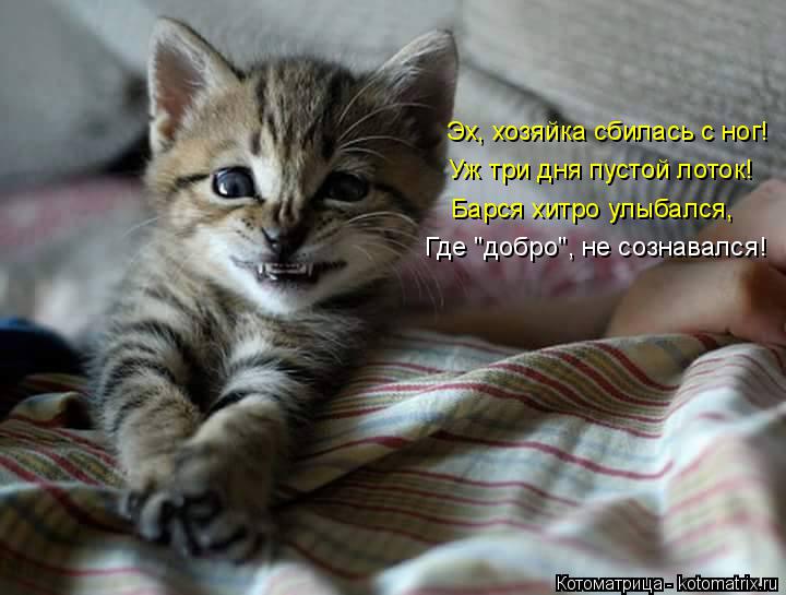 Эх, хозяйка сбилась с ног! Уж три дня пустой лоток! Барся хитро улыбался, Где "добро", не сознавался!... Котоматрица: Эх, хозяйка сбилась с ног! Уж три дня пустой лоток! Барся хитро улыбался, Где "добро", не сознавался!