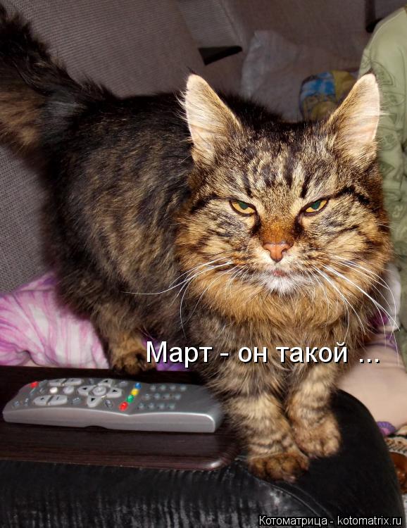 Котоматрица: Март - он такой ...