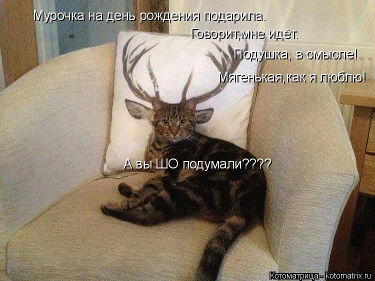 Мурочка на день рождения подарила. Говорит,мне идёт. Подушка, в смысле! Мягенькая,как я люблю! А вы ... Котоматрица: Мурочка на день рождения подарила. Говорит,мне идёт. Подушка, в смысле! Мягенькая,как я люблю! А вы ШО подумали????