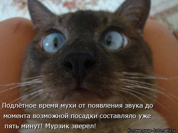 Котоматрица: Подлётное время мухи от появления звука до  момента возможной посадки составляло уже  пять минут! Мурзик зверел!