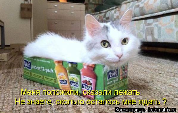 Меня положили, сказали лежать Не знаете, сколько осталось мне ждать ?... Котоматрица: Меня положили, сказали лежать Не знаете, сколько осталось мне ждать ?