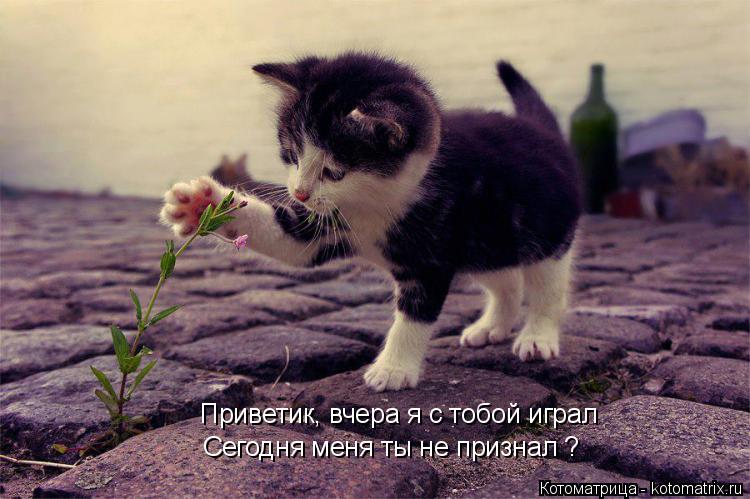Приветик, вчера я с тобой играл Сегодня меня ты не признал ?... Котоматрица: Приветик, вчера я с тобой играл Сегодня меня ты не признал ?