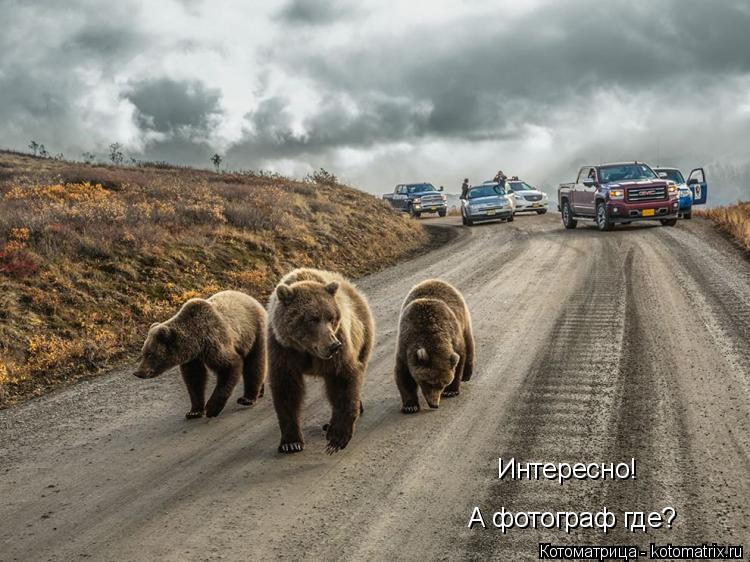 Интересно! А фотограф где?... Котоматрица: Интересно! А фотограф где?
