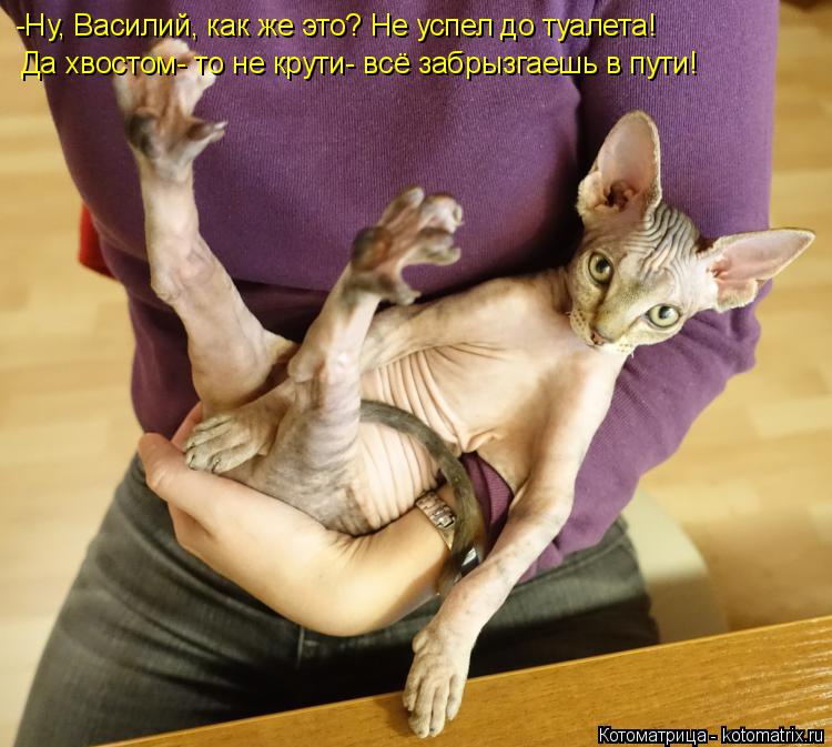 -Ну, Василий, как же это? Не успел до туалета! Да хвостом- то не крути- всё забрызгаешь в пути!... Котоматрица: -Ну, Василий, как же это? Не успел до туалета! Да хвостом- то не крути- всё забрызгаешь в пути!