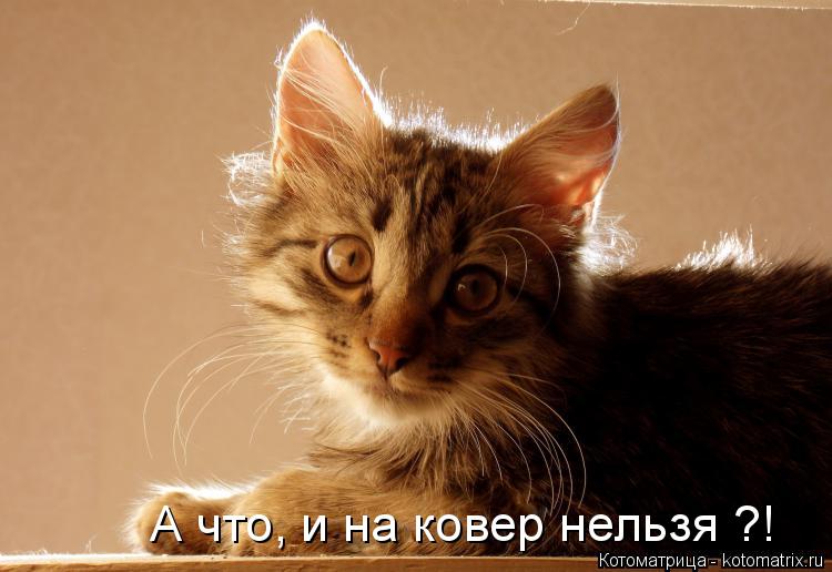 А что, и на ковер нельзя ?!... Котоматрица: А что, и на ковер нельзя ?!