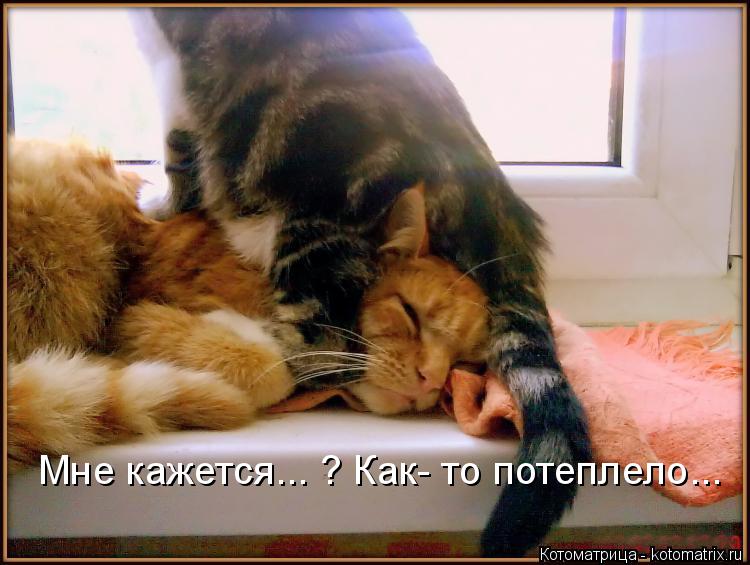 Мне кажется... ? Как- то потеплело...... Котоматрица: Мне кажется... ? Как- то потеплело...