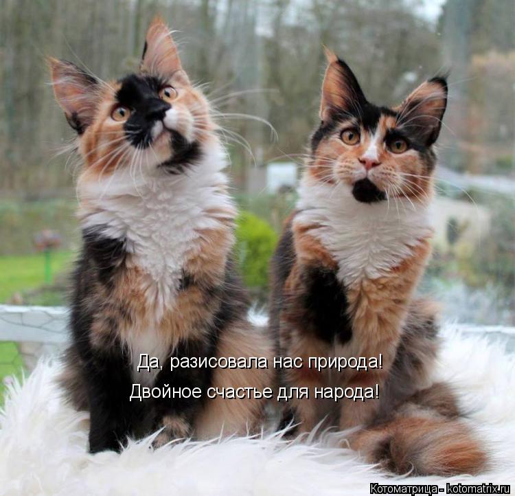 Да, разисовала нас природа! Двойное счастье для народа!... Котоматрица: Да, разисовала нас природа! Двойное счастье для народа!