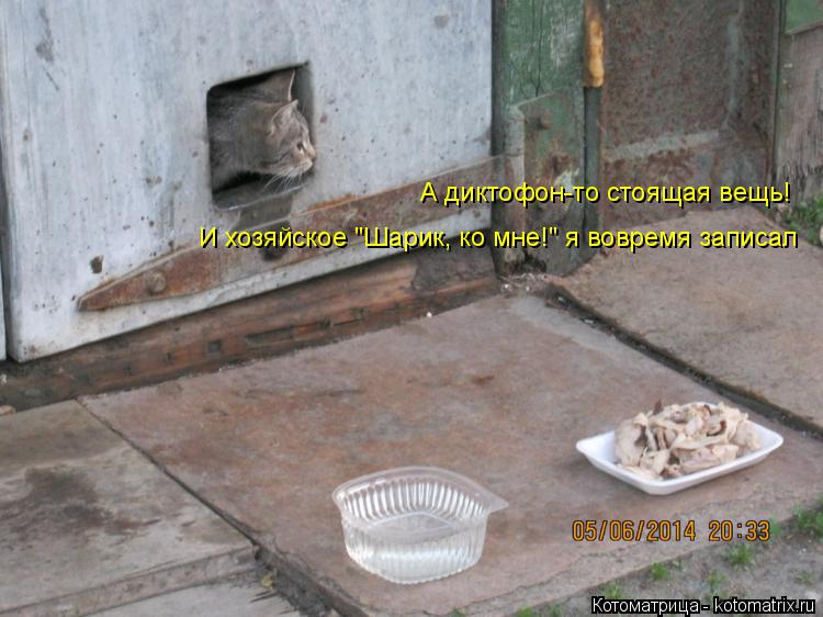 А диктофон-то стоящая вещь! И хозяйское "Шарик, ко мне!" я вовремя записал... Котоматрица: А диктофон-то стоящая вещь! И хозяйское "Шарик, ко мне!" я вовремя записал