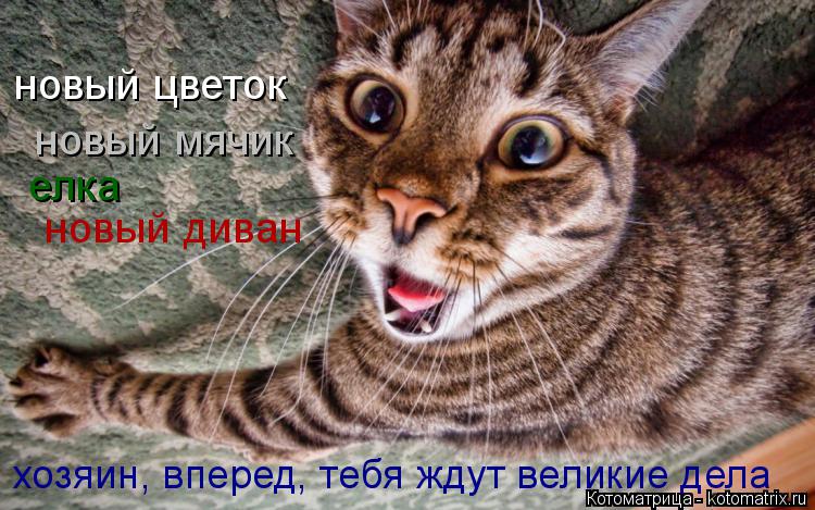новый цветок новый мячик елка новый диван хозяин, вперед, тебя ждут великие дела... Котоматрица: новый цветок новый мячик елка новый диван хозяин, вперед, тебя ждут великие дела