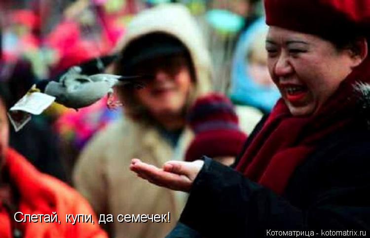 Слетай, купи, да семечек!... Котоматрица: Слетай, купи, да семечек!