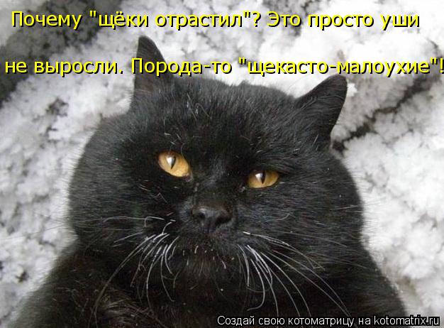 Почему "щёки отрастил"? Это просто уши не выросли. Порода-то "щекасто-малоухие"!... Котоматрица: Почему "щёки отрастил"? Это просто уши не выросли. Порода-то "щекасто-малоухие"!