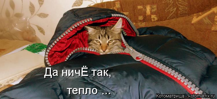 Да ничЁ так, тепло ...... Котоматрица: Да ничЁ так, тепло ...