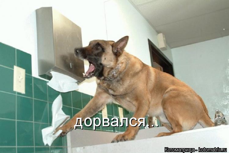 дорвался...... Котоматрица: дорвался...