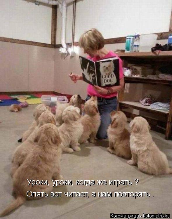 Уроки, уроки, когда же играть ? Опять вот читает, а нам повторять .... Котоматрица: Уроки, уроки, когда же играть ? Опять вот читает, а нам повторять .