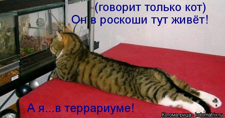 А я...в террариуме! Он в роскоши тут живёт! (говорит только кот)... Котоматрица: А я...в террариуме! Он в роскоши тут живёт! (говорит только кот)