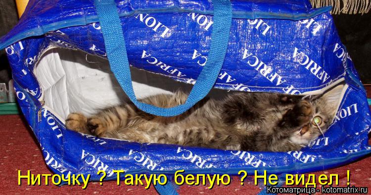 Ниточку ? Такую белую ? Не видел !... Котоматрица: Ниточку ? Такую белую ? Не видел !