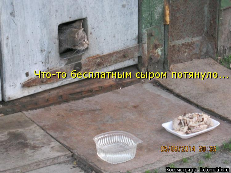Что-то бесплатным сыром потянуло...... Котоматрица: Что-то бесплатным сыром потянуло...