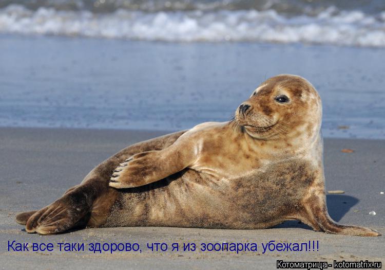 Как все таки здорово, что я из зоопарка убежал!!!... Котоматрица: Как все таки здорово, что я из зоопарка убежал!!!
