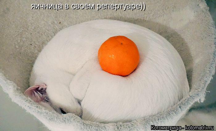 яичница в своём репертуаре))... Котоматрица: яичница в своём репертуаре))