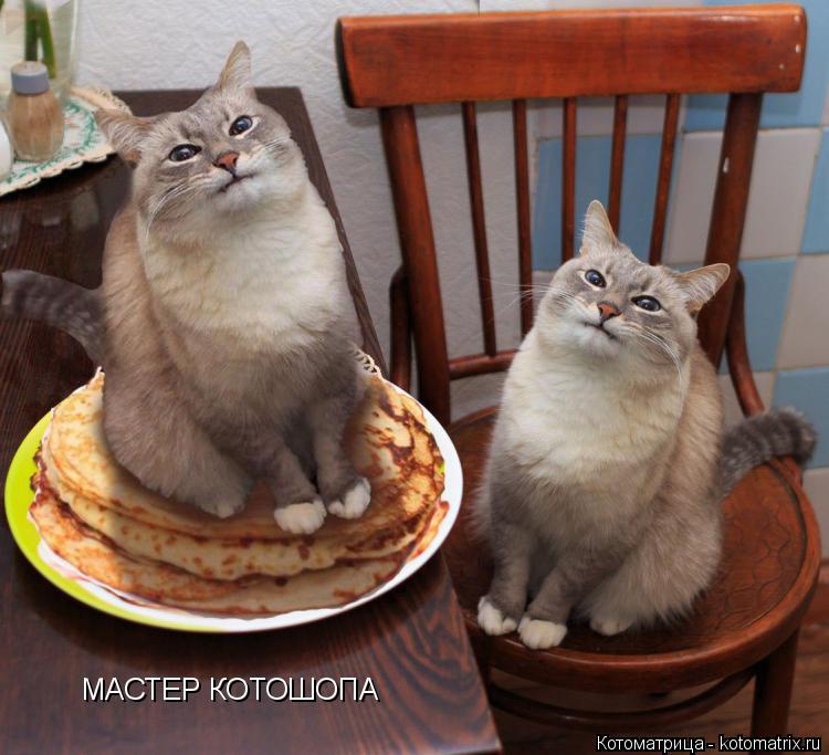 МАСТЕР КОТОШОПА... Котоматрица: МАСТЕР КОТОШОПА