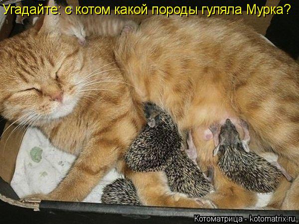 Угадайте: c котом какой породы гуляла Мурка?... Котоматрица: Угадайте: c котом какой породы гуляла Мурка?