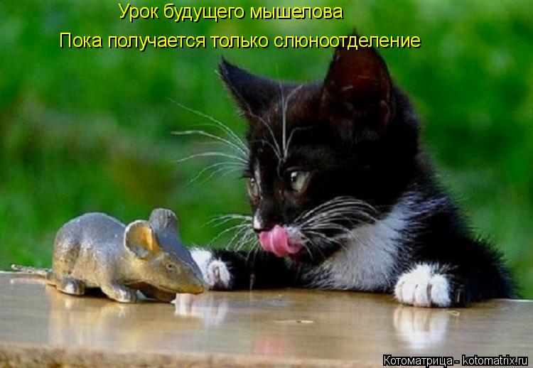 Урок будущего мышелова Пока получается только слюноотделение... Котоматрица: Урок будущего мышелова Пока получается только слюноотделение