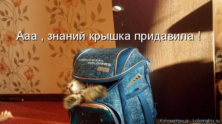 Ааа , знаний крышка придавила !... Котоматрица: Ааа , знаний крышка придавила !