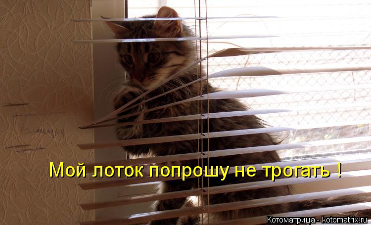 Мой лоток попрошу не трогать !... Котоматрица: Мой лоток попрошу не трогать !
