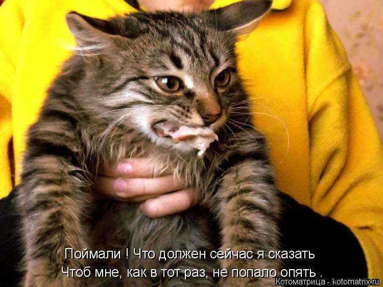 Поймали ! Что должен сейчас я сказать Чтоб мне, как в тот раз, не попало опять .... Котоматрица: Поймали ! Что должен сейчас я сказать Чтоб мне, как в тот раз, не попало опять .