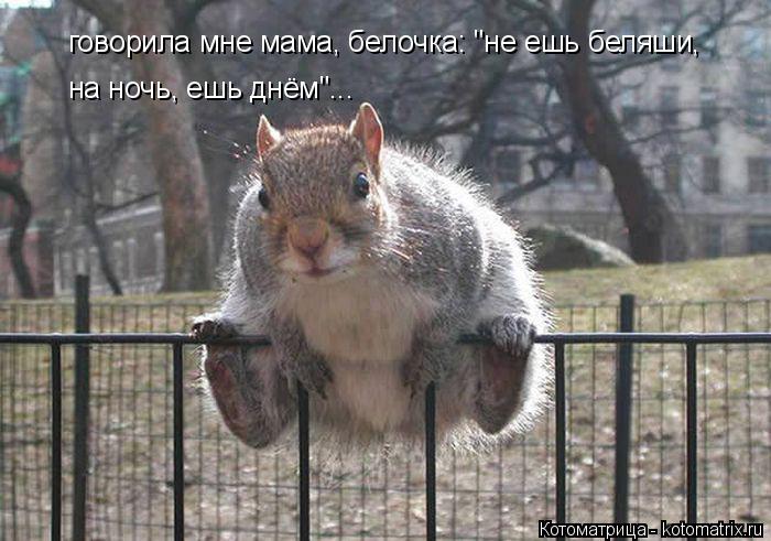 говорила мне мама, белочка: "не ешь беляши, на ночь, ешь днём"...... Котоматрица: говорила мне мама, белочка: "не ешь беляши, на ночь, ешь днём"...