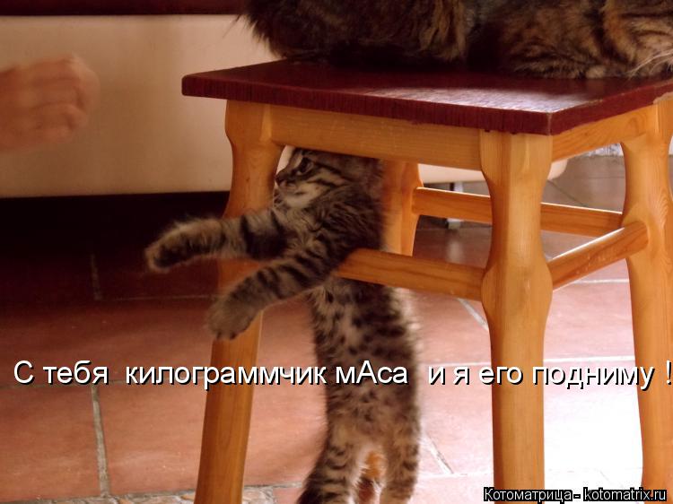 С тебя килограммчик мАса и я его подниму !... Котоматрица: С тебя килограммчик мАса и я его подниму !
