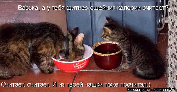 Васька, а у тебя фитнес-ошейник калории считает? Считает, считает. И из твоей чашки тоже посчитал:)... Котоматрица: Васька, а у тебя фитнес-ошейник калории считает? Считает, считает. И из твоей чашки тоже посчитал:)