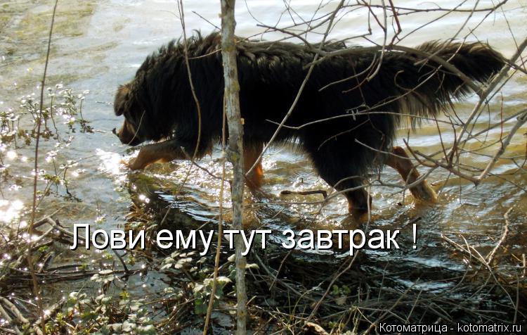 Лови ему тут завтрак !... Котоматрица: Лови ему тут завтрак !