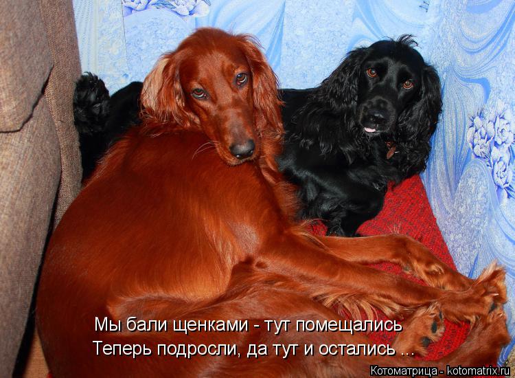 Мы бали щенками - тут помещались Теперь подросли, да тут и остались ...... Котоматрица: Мы бали щенками - тут помещались Теперь подросли, да тут и остались ...