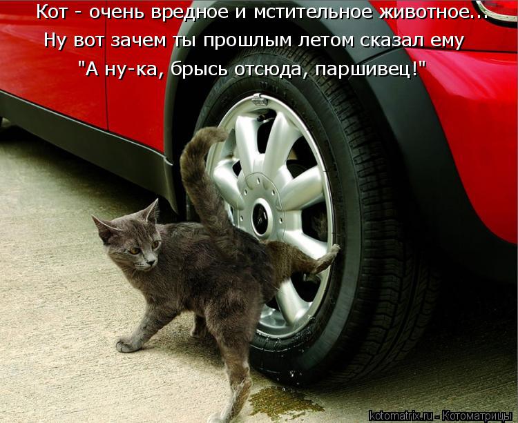 пламенем, она переехал кошку на машине примета отучить ребенка ночного