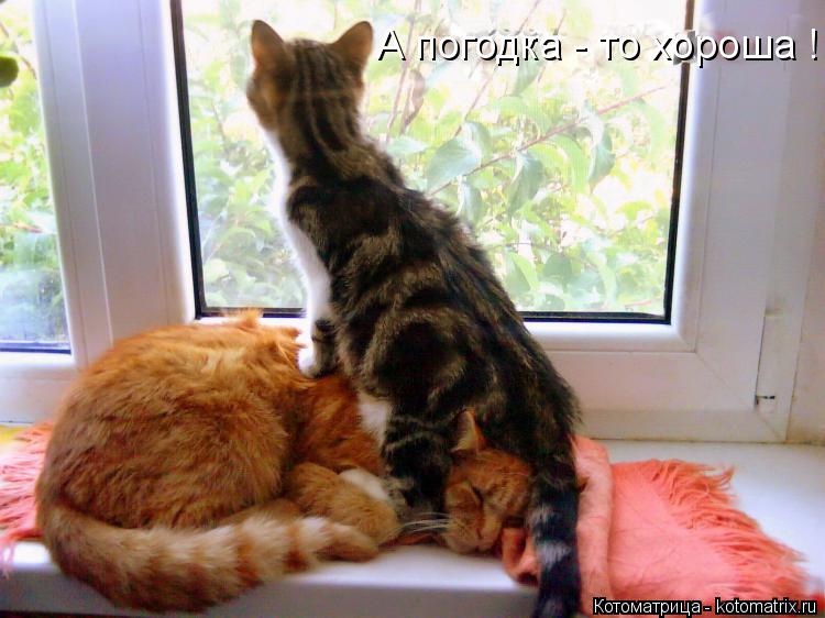 А погодка - то хороша !... Котоматрица: А погодка - то хороша !