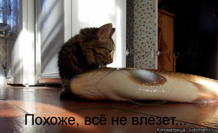Похоже, всё не влезет...... Котоматрица: Похоже, всё не влезет...