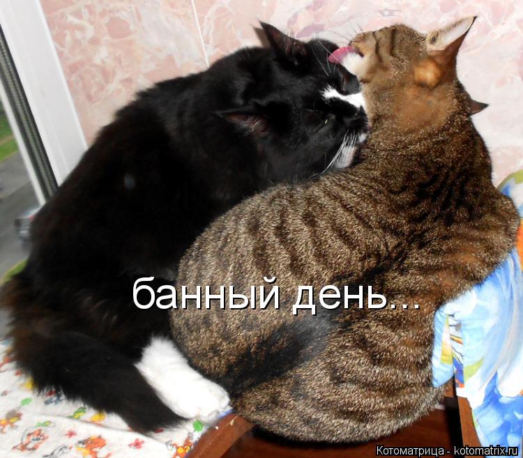 банный день...... Котоматрица: банный день...