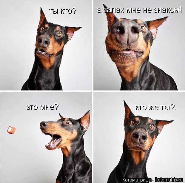 ты кто? а запах мне не знаком! это мне? кто же ты?..... Котоматрица: ты кто? а запах мне не знаком! это мне? кто же ты?..