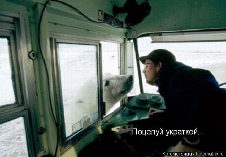 Поцелуй украткой...... Котоматрица: Поцелуй украткой...