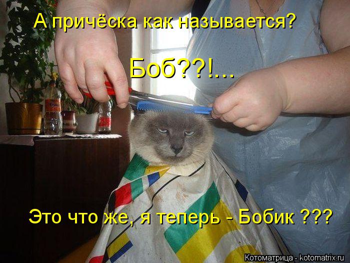 А причёска как называется? Это что же, я теперь - Бобик ??? Боб??!...... Котоматрица: А причёска как называется? Это что же, я теперь - Бобик ??? Боб??!...