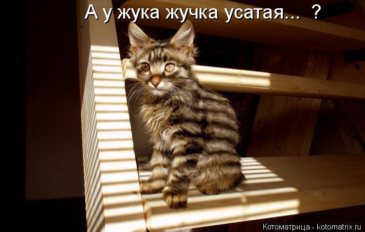А у жука жучка усатая... ?... Котоматрица: А у жука жучка усатая... ?