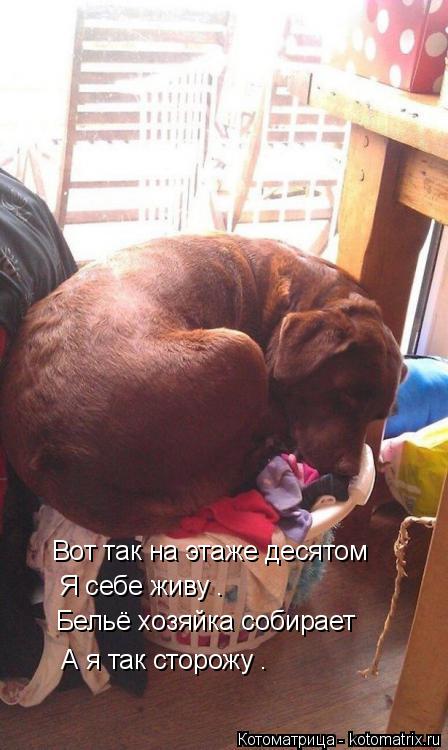 Вот так на этаже десятом Я себе живу . Бельё хозяйка собирает А я так сторожу .... Котоматрица: Вот так на этаже десятом Я себе живу . Бельё хозяйка собирает А я так сторожу .