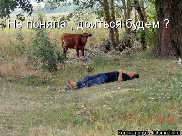 Не поняла , доиться будем ?... Котоматрица: Не поняла , доиться будем ?