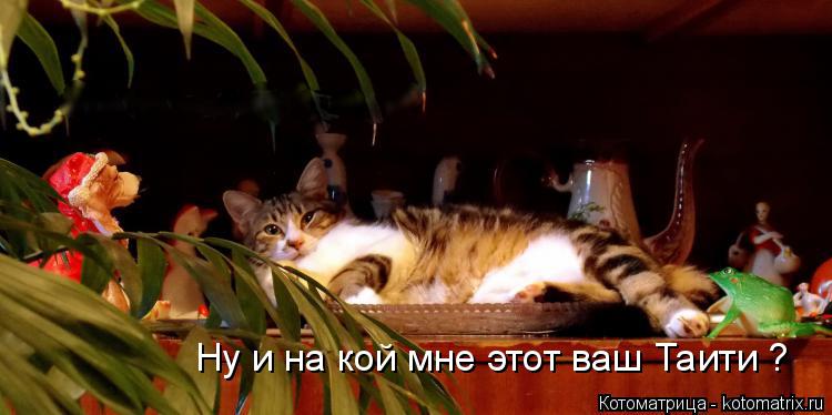 Ну и на кой мне этот ваш Таити ?... Котоматрица: Ну и на кой мне этот ваш Таити ?