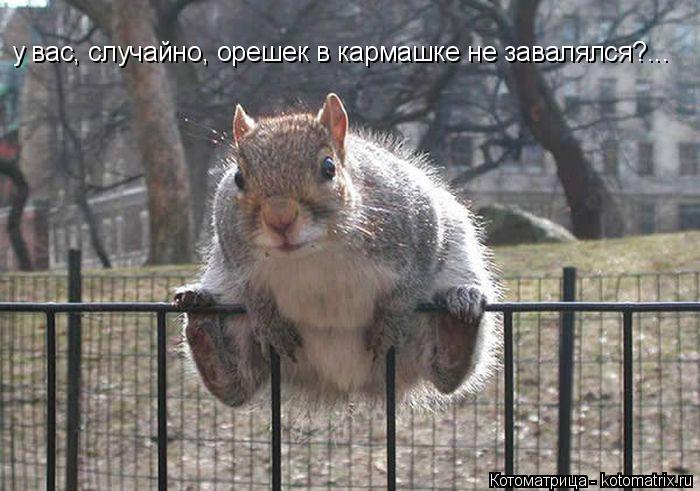 у вас, случайно, орешек в кармашке не завалялся?...... Котоматрица: у вас, случайно, орешек в кармашке не завалялся?...