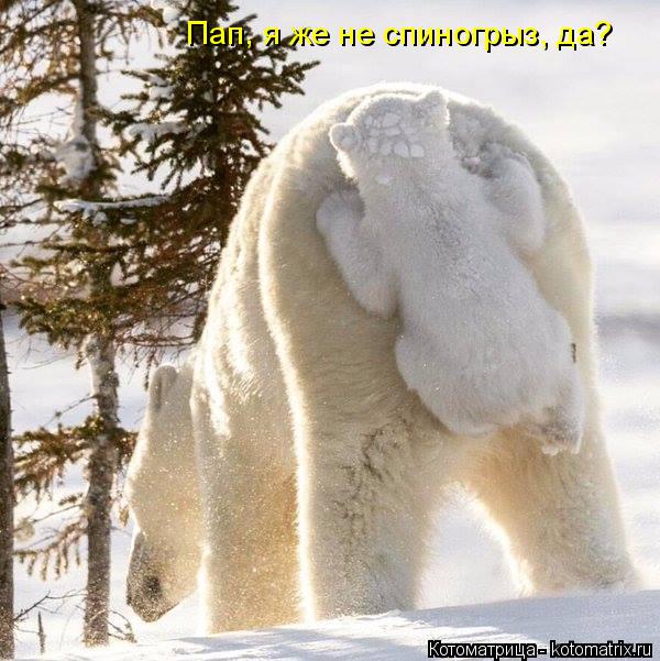 Пап, я же не спиногрыз, да?... Котоматрица: Пап, я же не спиногрыз, да?