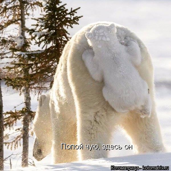 Попой чую, здесь он... Котоматрица: Попой чую, здесь он