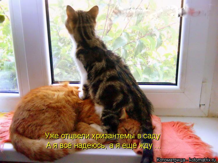 Уже отцвели хризантемы в саду А я всё надеюсь, а я ещё жду ...... Котоматрица: Уже отцвели хризантемы в саду А я всё надеюсь, а я ещё жду ...