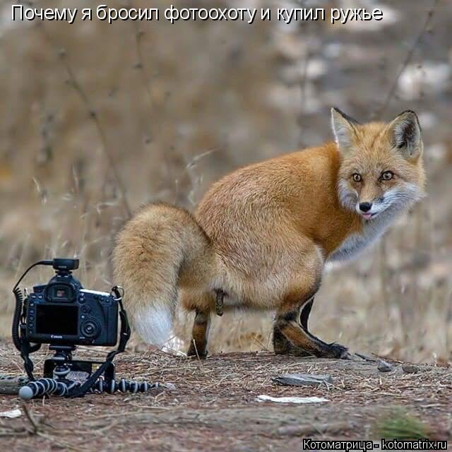 Почему я бросил фотоохоту и купил ружье... Котоматрица: Почему я бросил фотоохоту и купил ружье